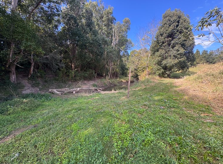 The creek bank looking upstream, with the treeline on both sides