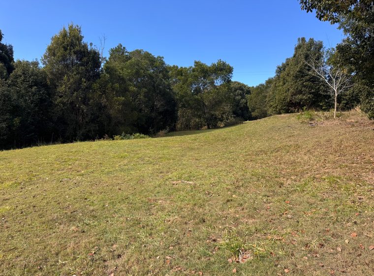 Level ground on the creek flat, looking into the canopy