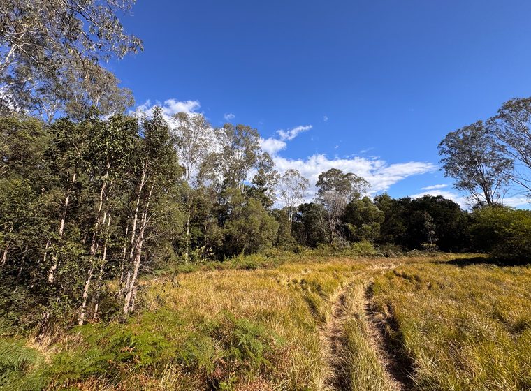 The clearing looking toward the enclosing treeline