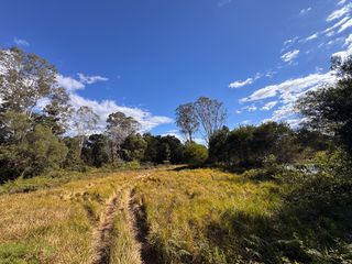 The bushland clearing