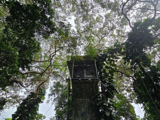 The climbing wall built into the forest canopy