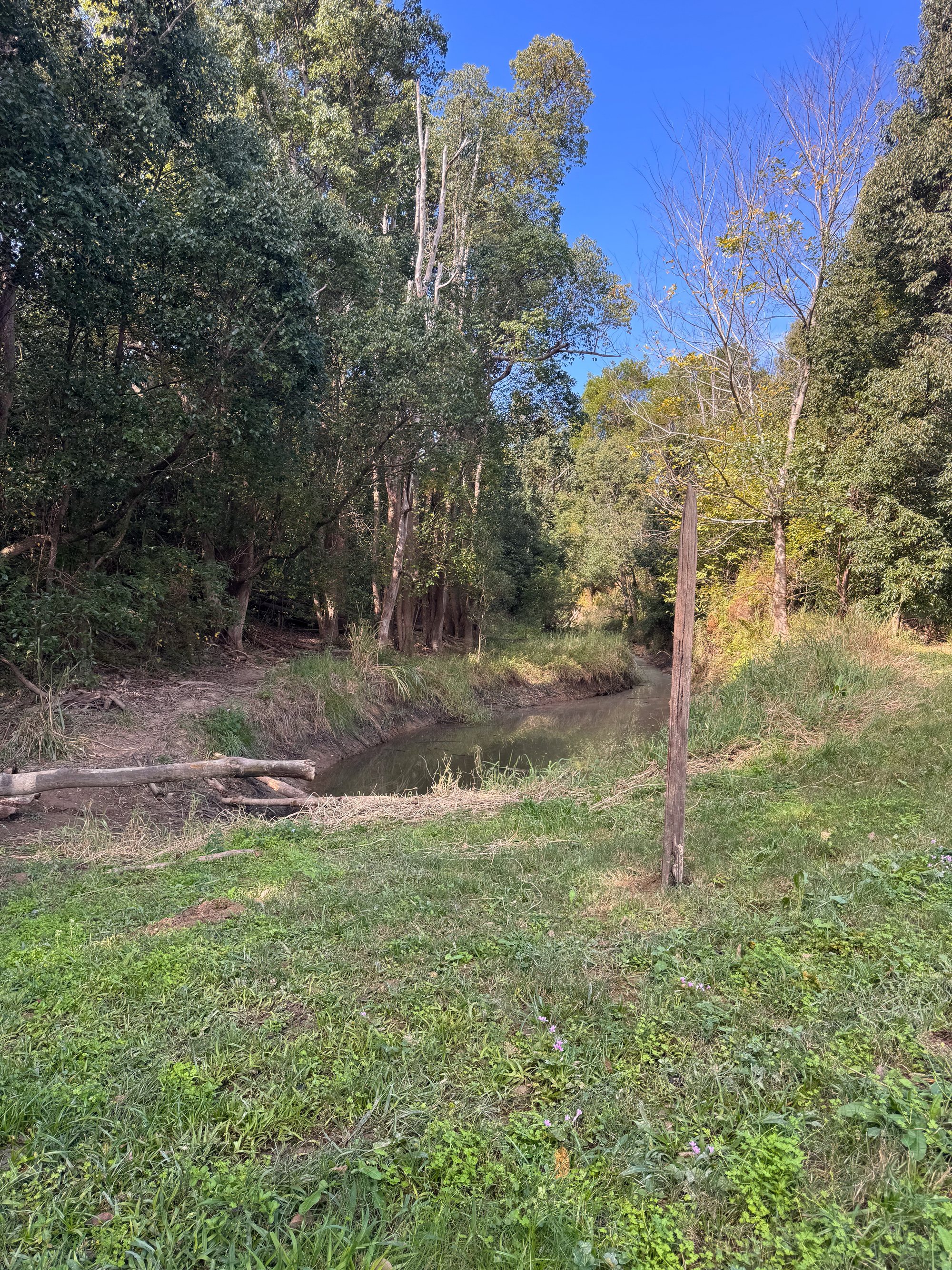 The creek bed at Ironstone Creek, Tuchekoi - water, banks and canopy in the Gympie Region hinterland