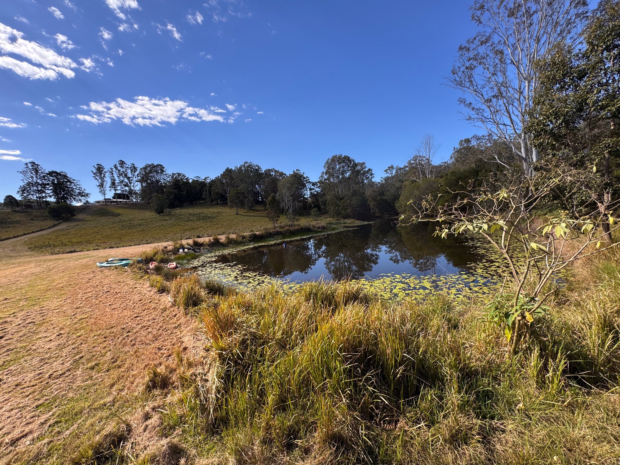 The lily-filled dam at Waters Edge, Tuchekoi, with its level grassy bank